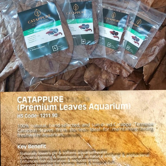 Dried Catappa Leaves (Terminalia Catappa)