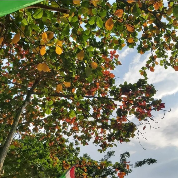 Dried Catappa Leaves (Terminalia Catappa)