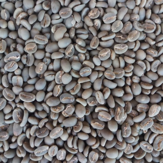 Arabica Toraja Kalosi and Robusta Seko Luwu