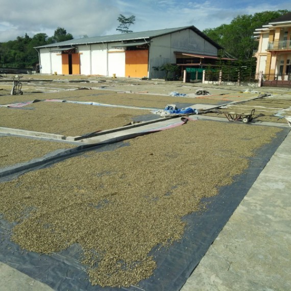 Arabica Sumatera Gayo Coffee Grade 1 Semi washed Process