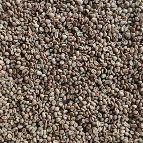 Tolaki Robusta