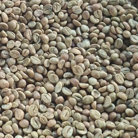 Sumbawa Robusta Gold Coffee