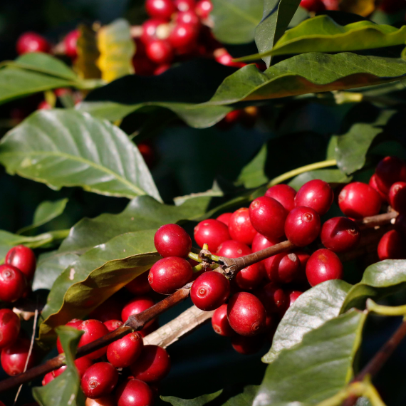Java Arabica Coffee Green Bean – Grade 1