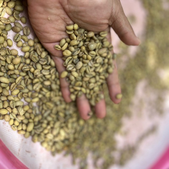 Papua Arabica